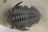 Chocolate-Brown Metacanthina Trilobite - Lghaft, Morocco #359158-1
